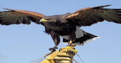 Ripalta, tratto in salvo un raro “Falco di Palude”