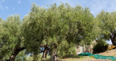 Online il Podcast dell’Alsia sui corsi di potatura dell’olivo